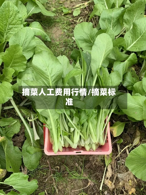 摘菜人工费用行情/摘菜标准-第1张图片
