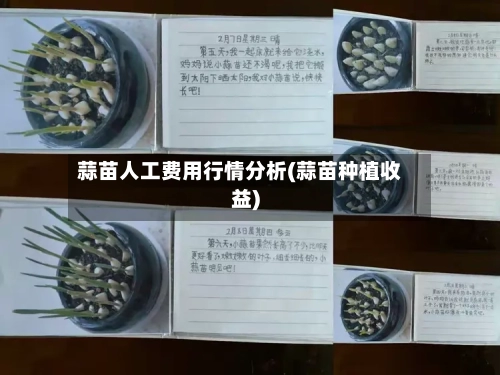 蒜苗人工费用行情分析(蒜苗种植收益)-第1张图片