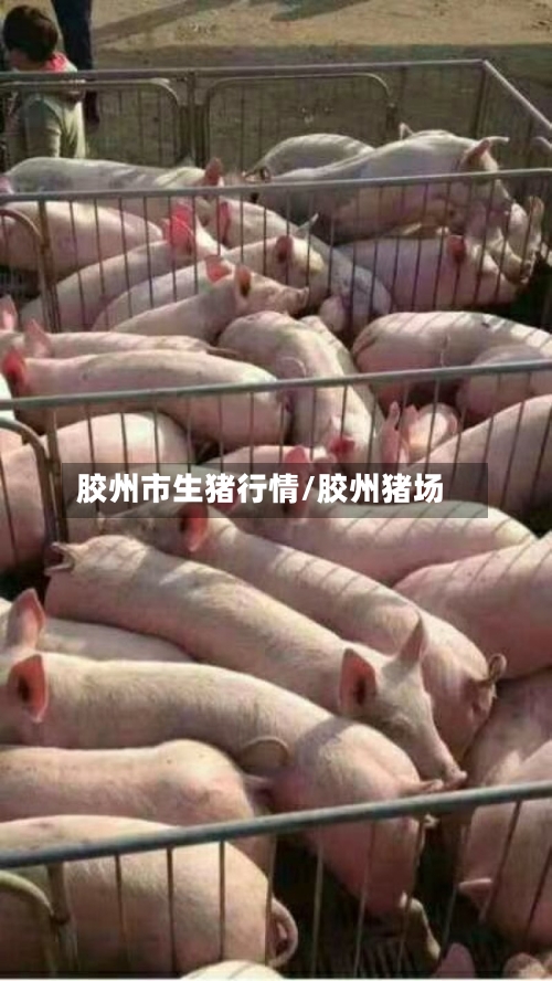 胶州市生猪行情/胶州猪场-第1张图片