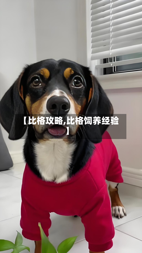 【比格攻略,比格饲养经验】-第1张图片