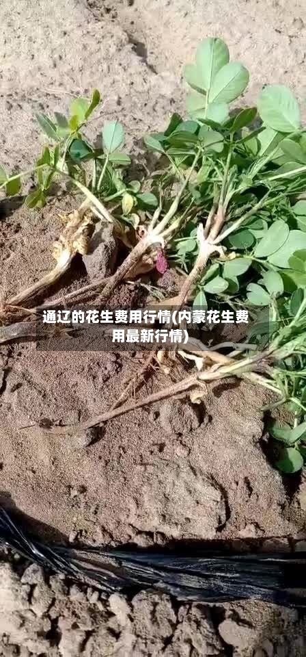 通辽的花生费用行情(内蒙花生费用最新行情)-第1张图片