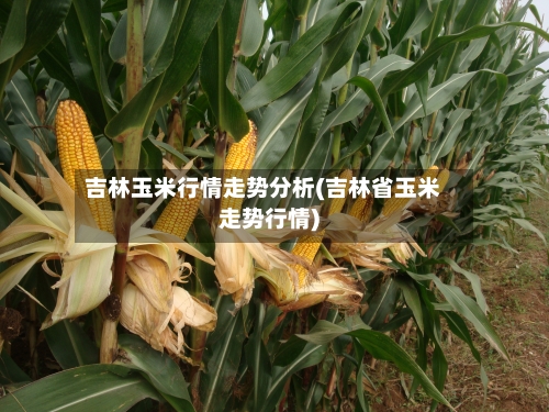 吉林玉米行情走势分析(吉林省玉米走势行情)-第1张图片