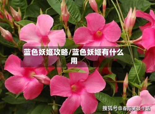 蓝色妖姬攻略/蓝色妖姬有什么用-第1张图片