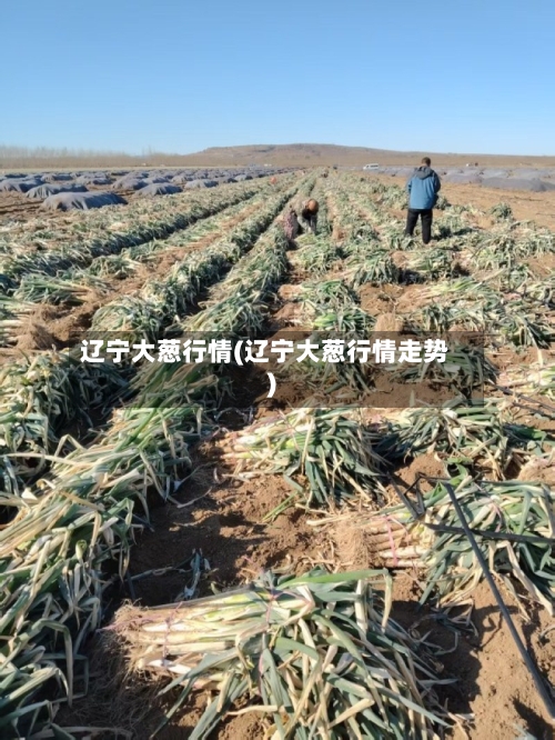 辽宁大葱行情(辽宁大葱行情走势)-第1张图片