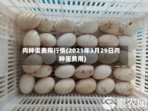 肉种蛋费用行情(2021年3月29日肉种蛋费用)-第1张图片