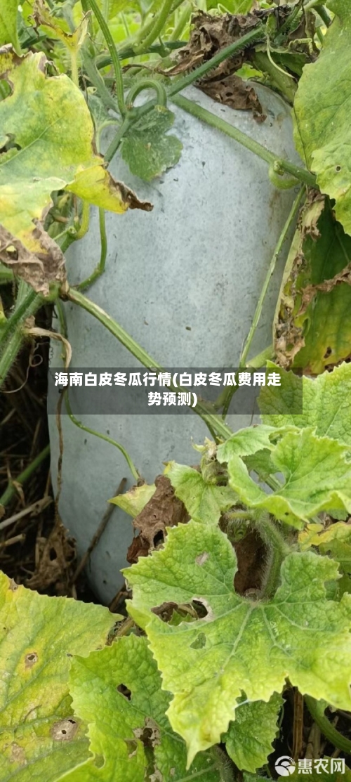 海南白皮冬瓜行情(白皮冬瓜费用走势预测)-第1张图片