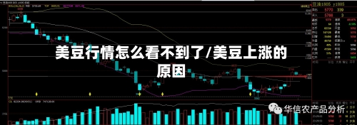 美豆行情怎么看不到了/美豆上涨的原因-第1张图片