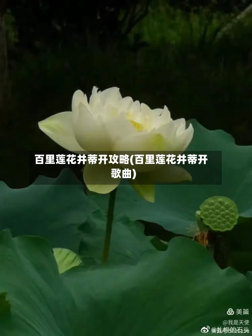 百里莲花并蒂开攻略(百里莲花并蒂开歌曲)-第1张图片
