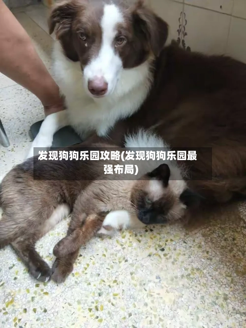 发现狗狗乐园攻略(发现狗狗乐园最强布局)-第1张图片