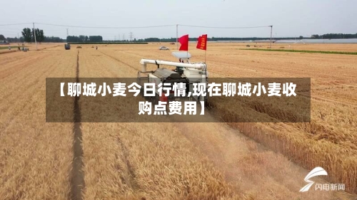 【聊城小麦今日行情,现在聊城小麦收购点费用】-第1张图片
