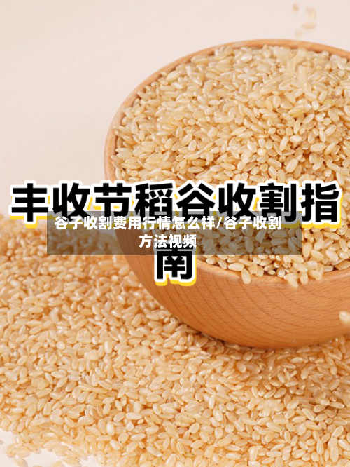 谷子收割费用行情怎么样/谷子收割方法视频-第1张图片