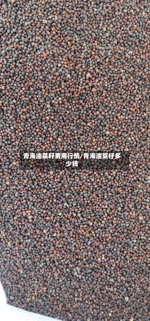 青海油菜籽费用行情/青海油菜仔多少钱-第1张图片