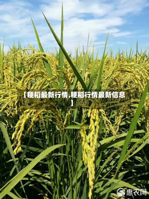 【粳稻最新行情,粳稻行情最新信息】-第1张图片