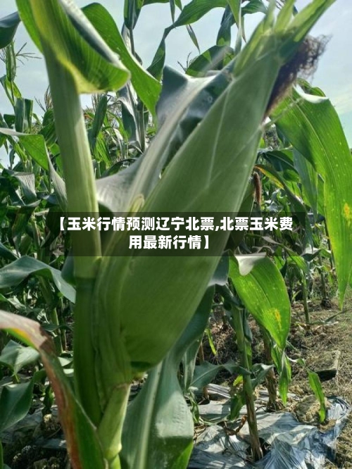 【玉米行情预测辽宁北票,北票玉米费用最新行情】-第1张图片