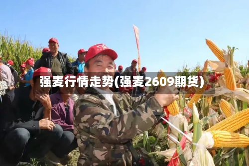 强麦行情走势(强麦2609期货)-第1张图片