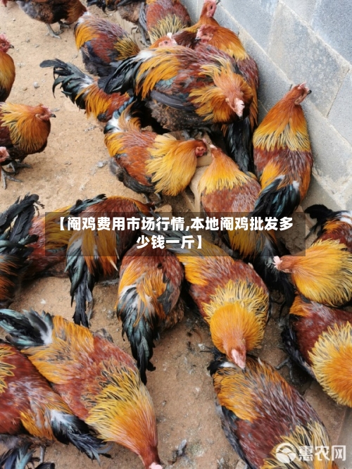 【阉鸡费用市场行情,本地阉鸡批发多少钱一斤】-第1张图片