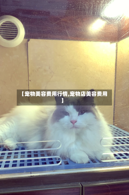 【宠物美容费用行情,宠物店美容费用】-第1张图片