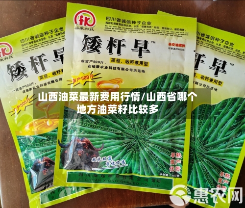 山西油菜最新费用行情/山西省哪个地方油菜籽比较多-第1张图片