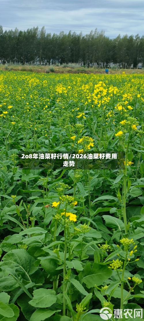 2o8年油菜籽行情/2026油菜籽费用走势-第1张图片