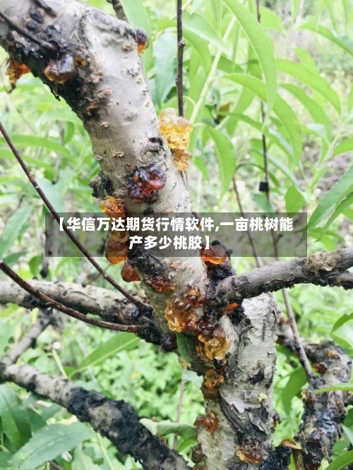 【华信万达期货行情软件,一亩桃树能产多少桃胶】