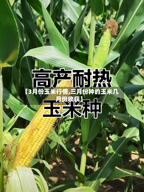 【3月份玉米行情,三月份种的玉米几月份收获】-第3张图片