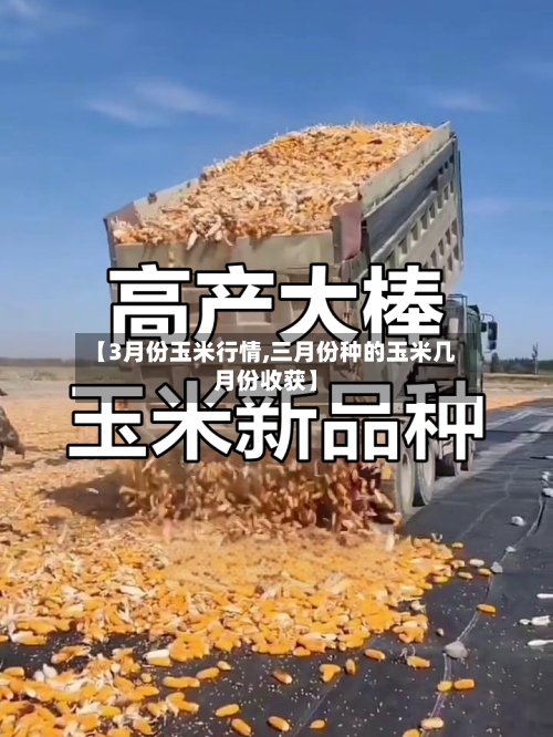 【3月份玉米行情,三月份种的玉米几月份收获】-第2张图片