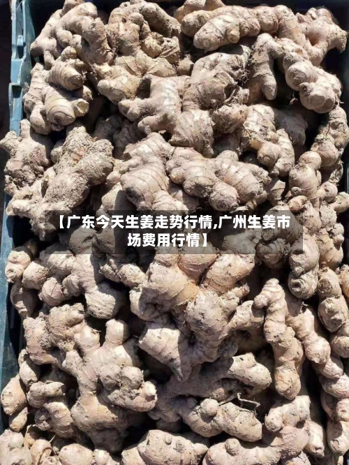【广东今天生姜走势行情,广州生姜市场费用行情】-第1张图片