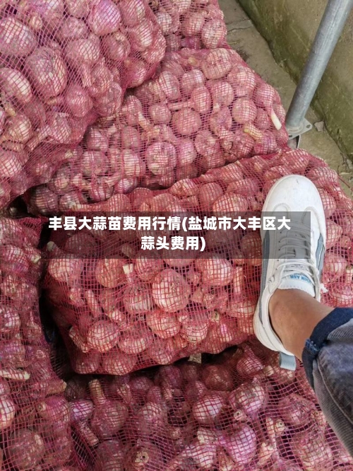 丰县大蒜苗费用行情(盐城市大丰区大蒜头费用)-第1张图片