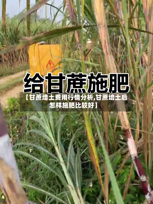 【甘蔗培土费用行情分析,甘蔗培土后怎样施肥比较好】-第3张图片