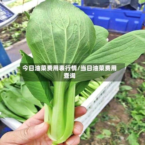 今日油菜费用表行情/当日油菜费用查询