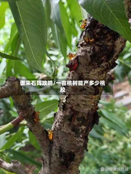 傲来石阵攻略/一亩桃树能产多少桃胶